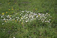 Wiese-Frühling-108.jpg